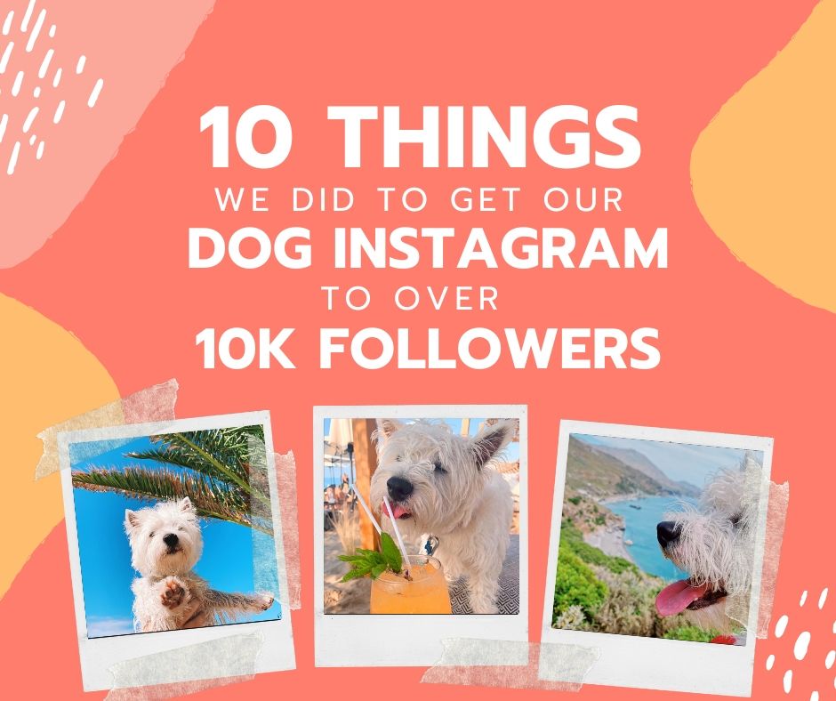 10 things we did to get our dog instagram to over 10k followers