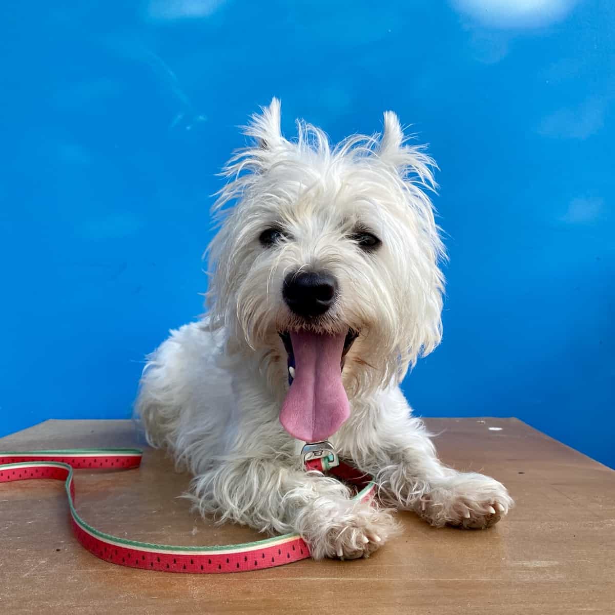 Summer heat, walks off leash and Westietude!