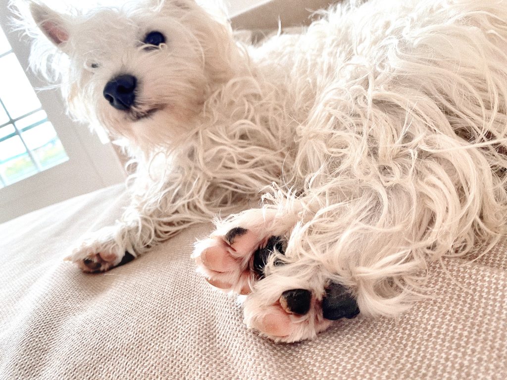 Westie chewing hot sale paws