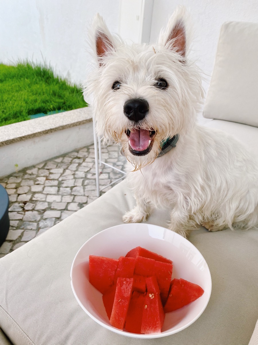 is watermelon good for puppies