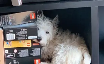 Sami the Westie sitting on a bookshelf, giving inspiration for a Westie bookend