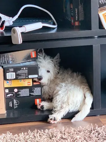 Sami the Westie sitting on a bookshelf, giving inspiration for a Westie bookend