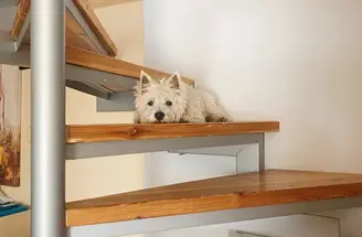 Sami the westie sitting on a stair