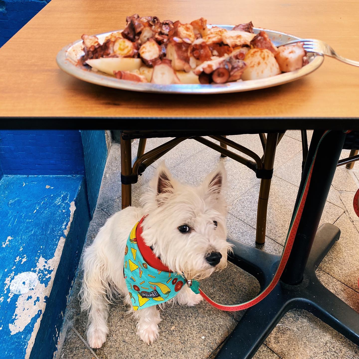 Can Dogs Eat Octopus? Westie Sami's First Experience