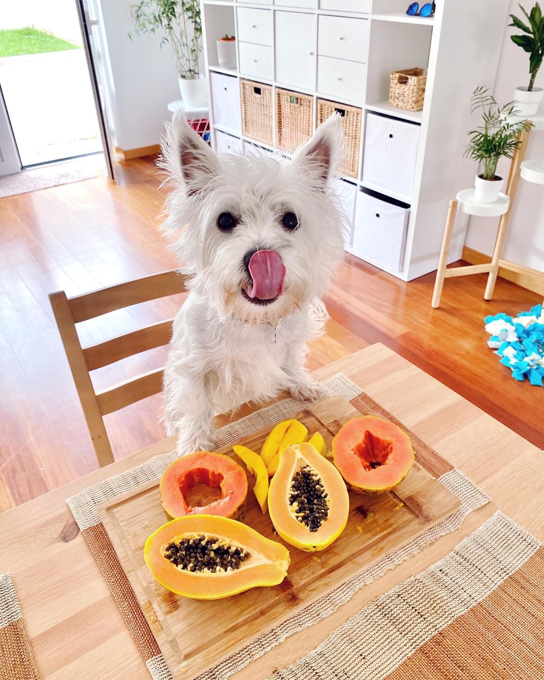 Can westies eat mango