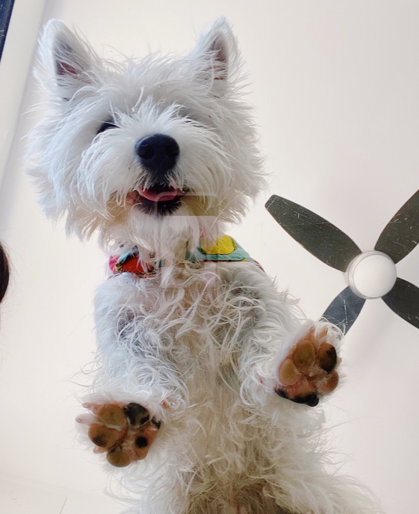 why does my westie lick his paws