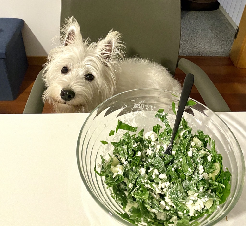 Westie puppy being crazy about food