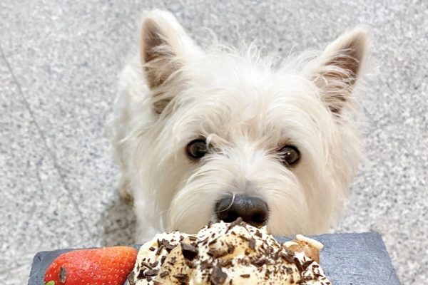 Westie puppy being crazy about food