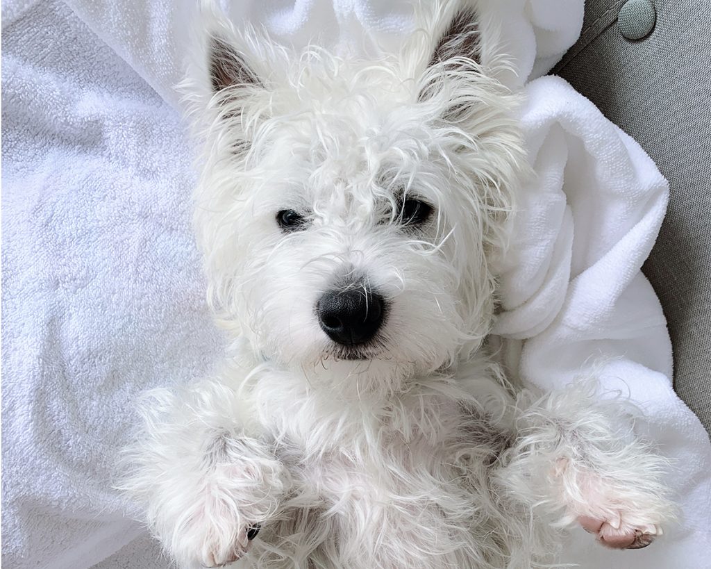 Westie scratching hot sale constantly