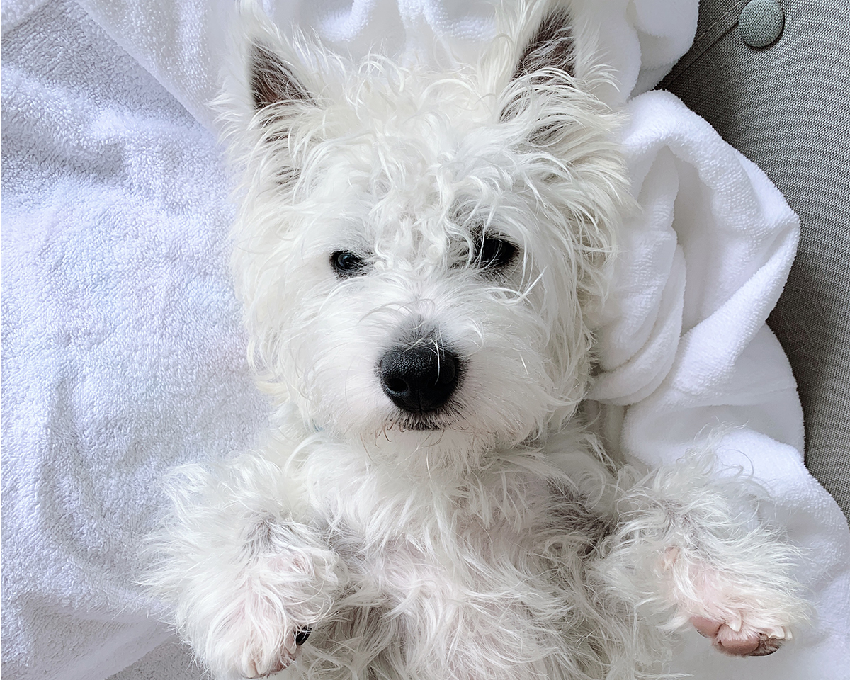 Westie dust mites allergy