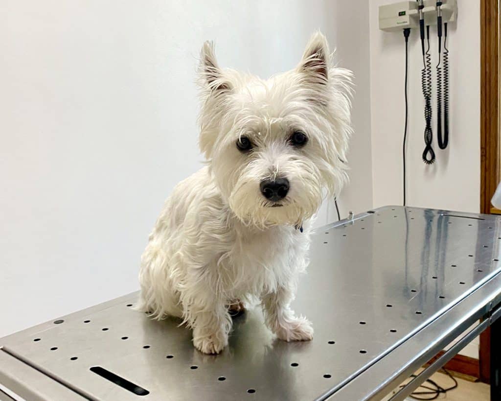 Westie dust mites allergy