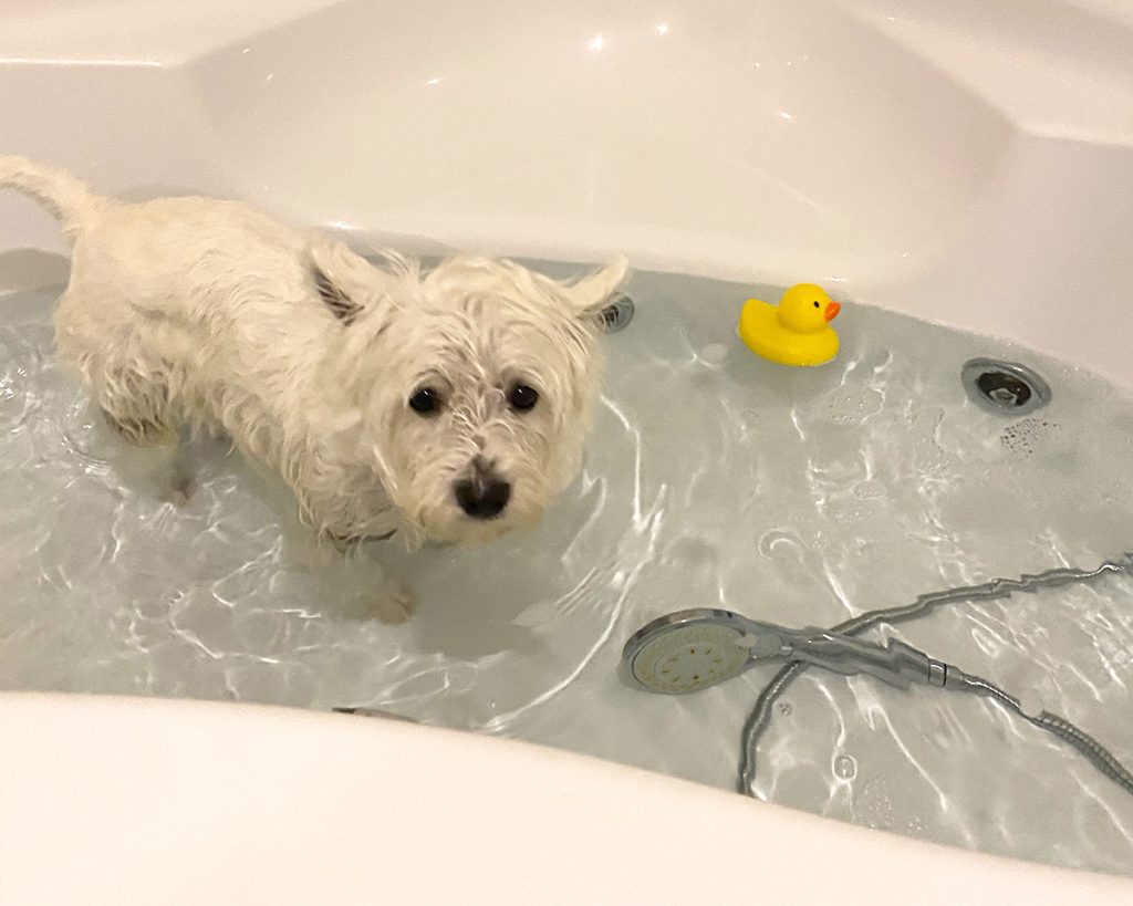 Westie dust mites allergy BATH