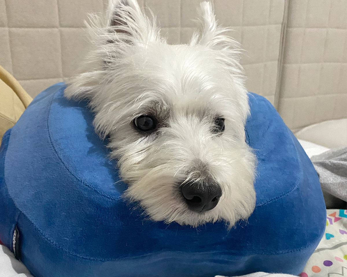 Westie dust mites allergy