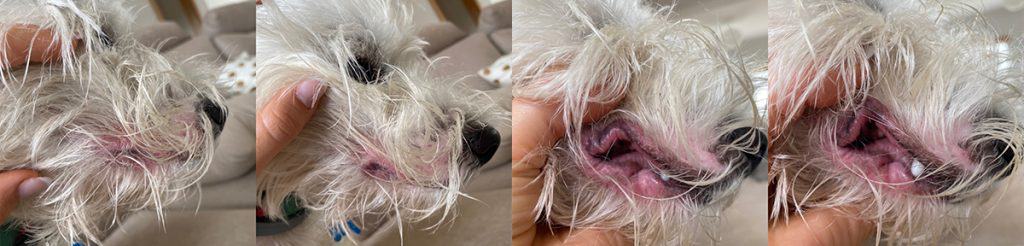 Westie dust mites allergy swollen