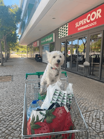 are dogs allowed in stores in portugal