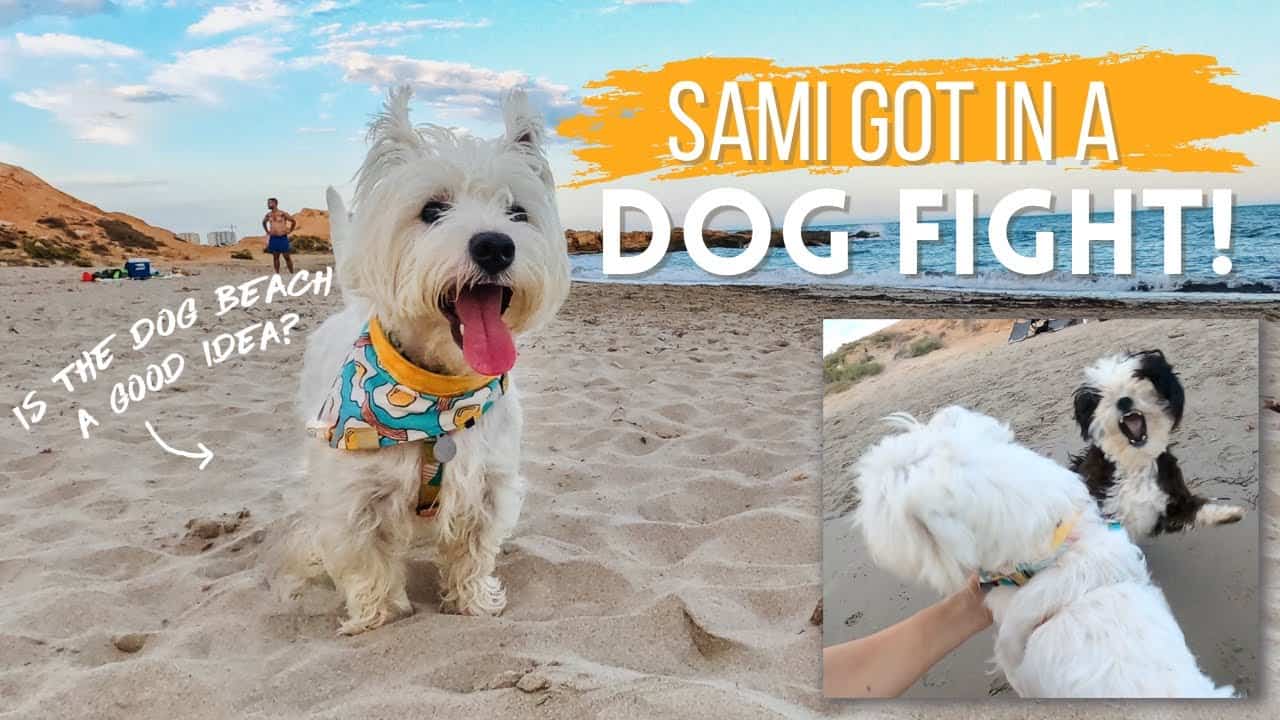 Sami the Westie got into a dog fight on the dog beach [Video]