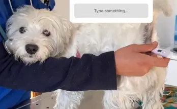 Westie vet yearly routine check up