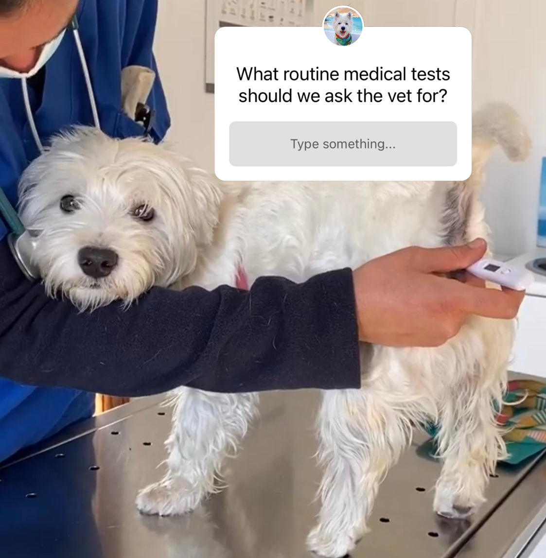 At the vet: What is the recommended routine check up for your Westie?