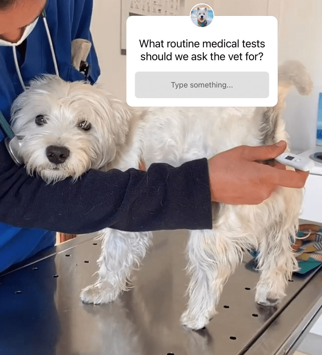 Westie vet yearly routine check up