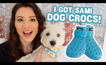 3 Reasons Why I Got Shoes For My Dog | Sami tries on Wag Wellies FOR THE FIRST TIME!