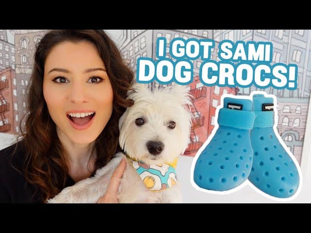 Dog hot sale crocs shoes