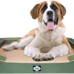 Sealy Lux Pet Bed