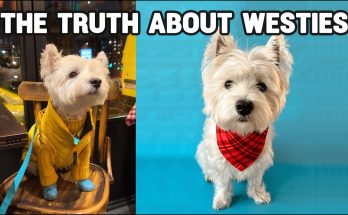 12 THINGS THAT ONLY WESTIE OWNERS UNDERSTAND