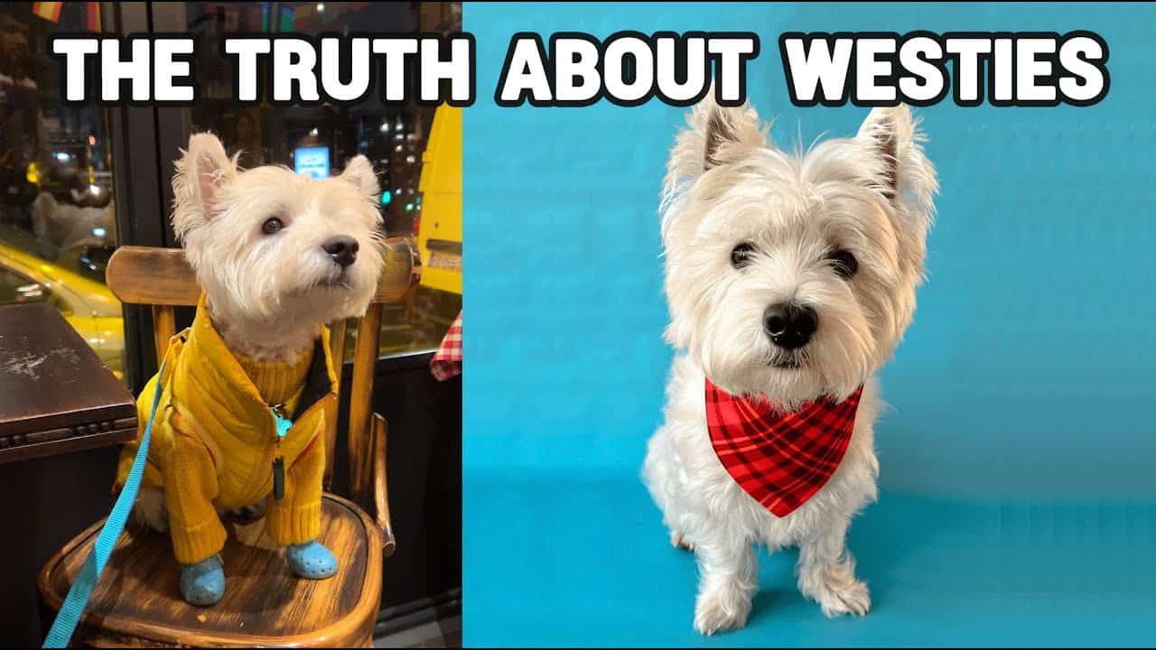 12 THINGS THAT ONLY WESTIE OWNERS UNDERSTAND Westie Vibes