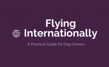 Flying internationally with your dog - a practical guide