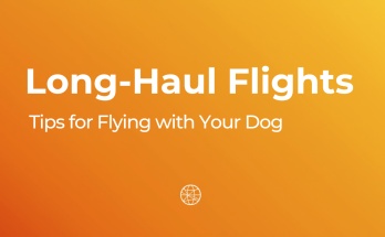 Tips for long-haul flights with your dog in the cabin