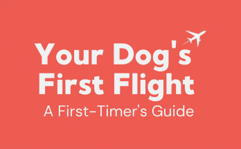 Your dog's first flight in the cabin - a first-timer's guide