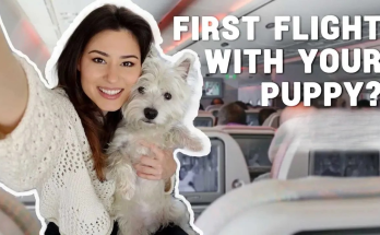 First Flight With Your Puppy in Cabin - Miruna and Sami on the plane
