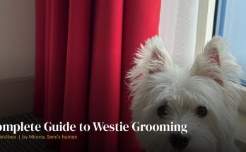 Sami the westie before a grooming session