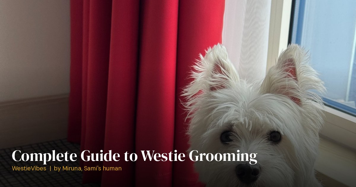 Sami the westie before a grooming session