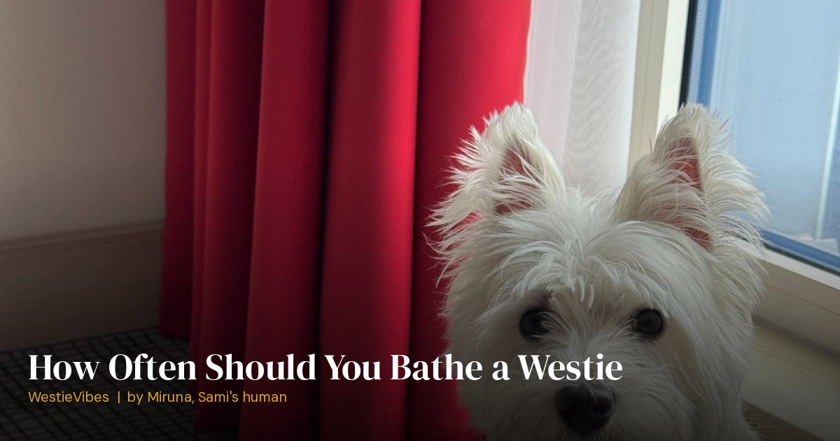 Sami the westie ready for bath time