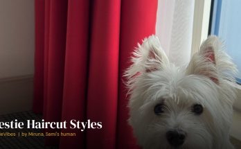 Sami the westie showing his teddy bear haircut