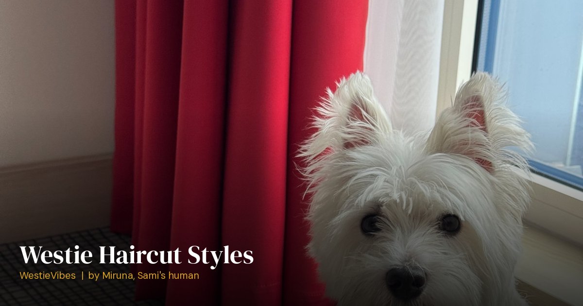 Sami the westie showing his teddy bear haircut
