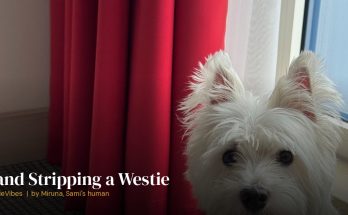 Sami the westie with a freshly groomed coat