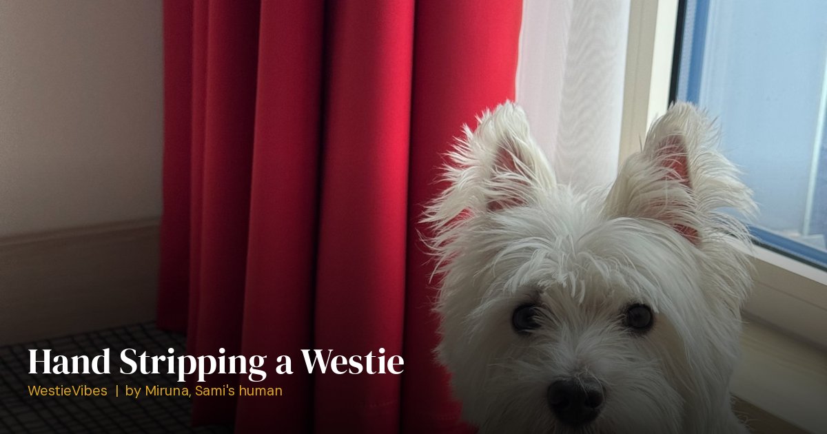 Sami the westie with a freshly groomed coat