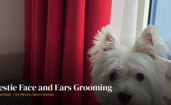 Sami the westie close-up showing clean face and ears