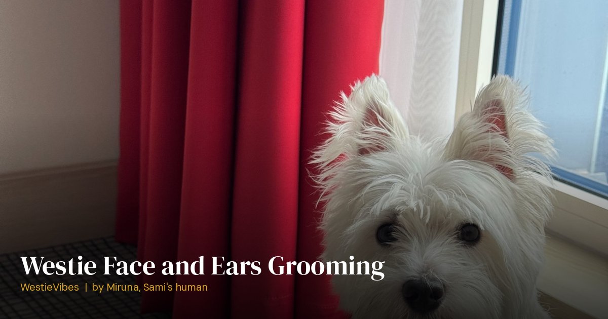 Sami the westie close-up showing clean face and ears