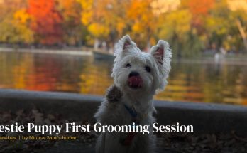 Sami the westie as a young dog