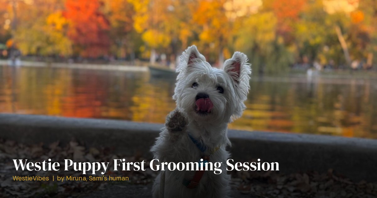 Sami the westie as a young dog