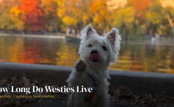 Sami the westie enjoying life outdoors