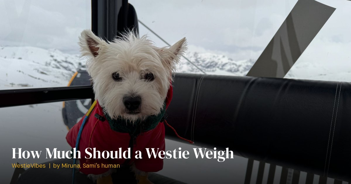 Sami the westie at a healthy weight
