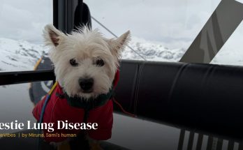 Sami the westie staying active in the mountains