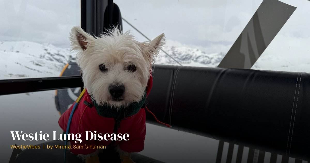 Sami the westie staying active in the mountains