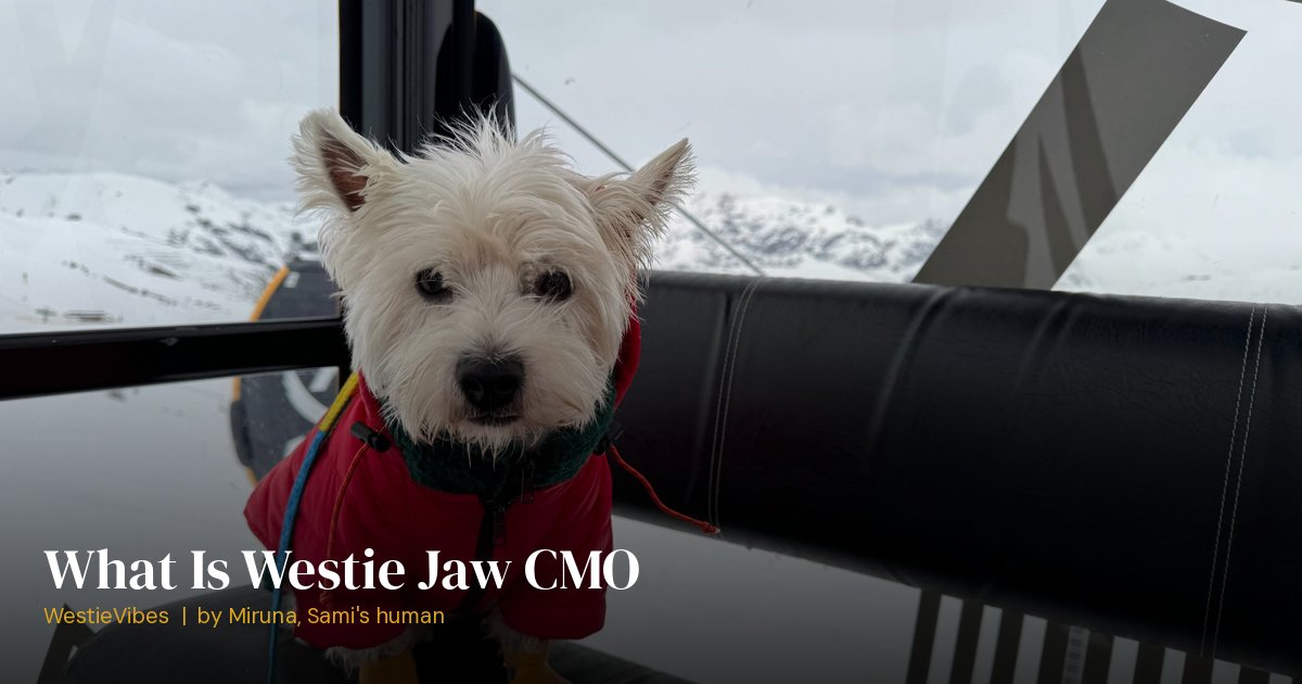 Sami the westie as a healthy adult