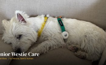 Sami the westie resting comfortably on the couch