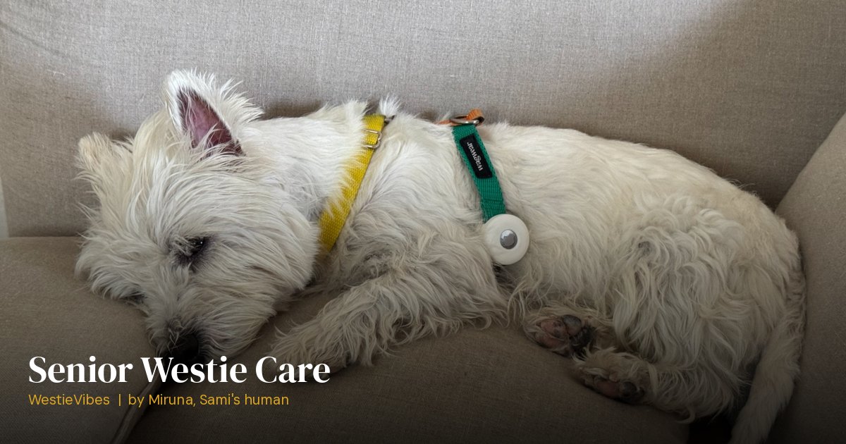 Sami the westie resting comfortably on the couch
